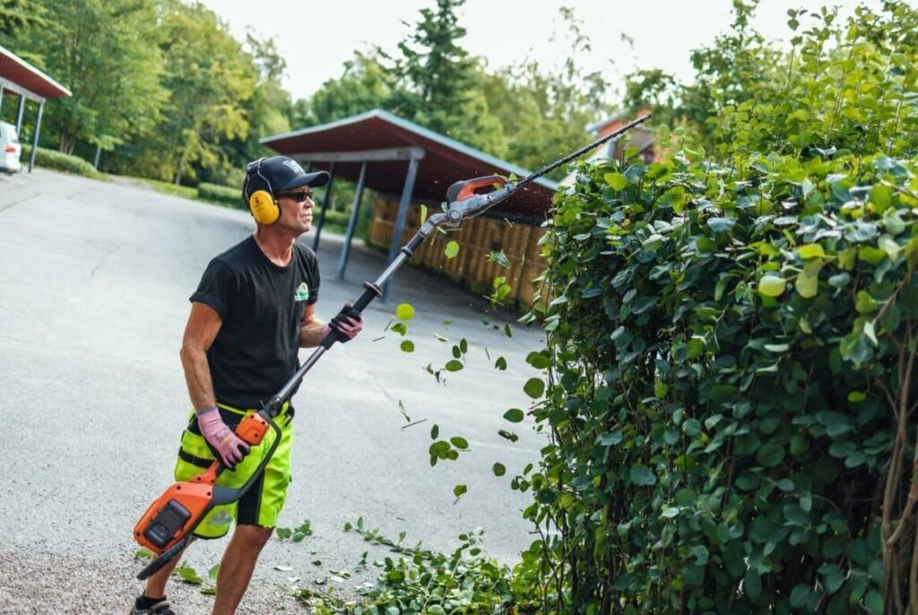 Pensaanleikkuu Viherviisikko